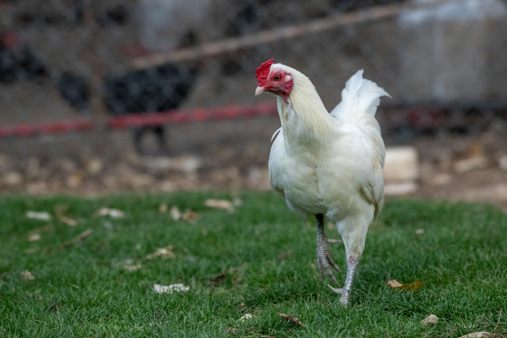 Ein Huhn, das im Hinterhof spazieren geht | Quelle: Pexels