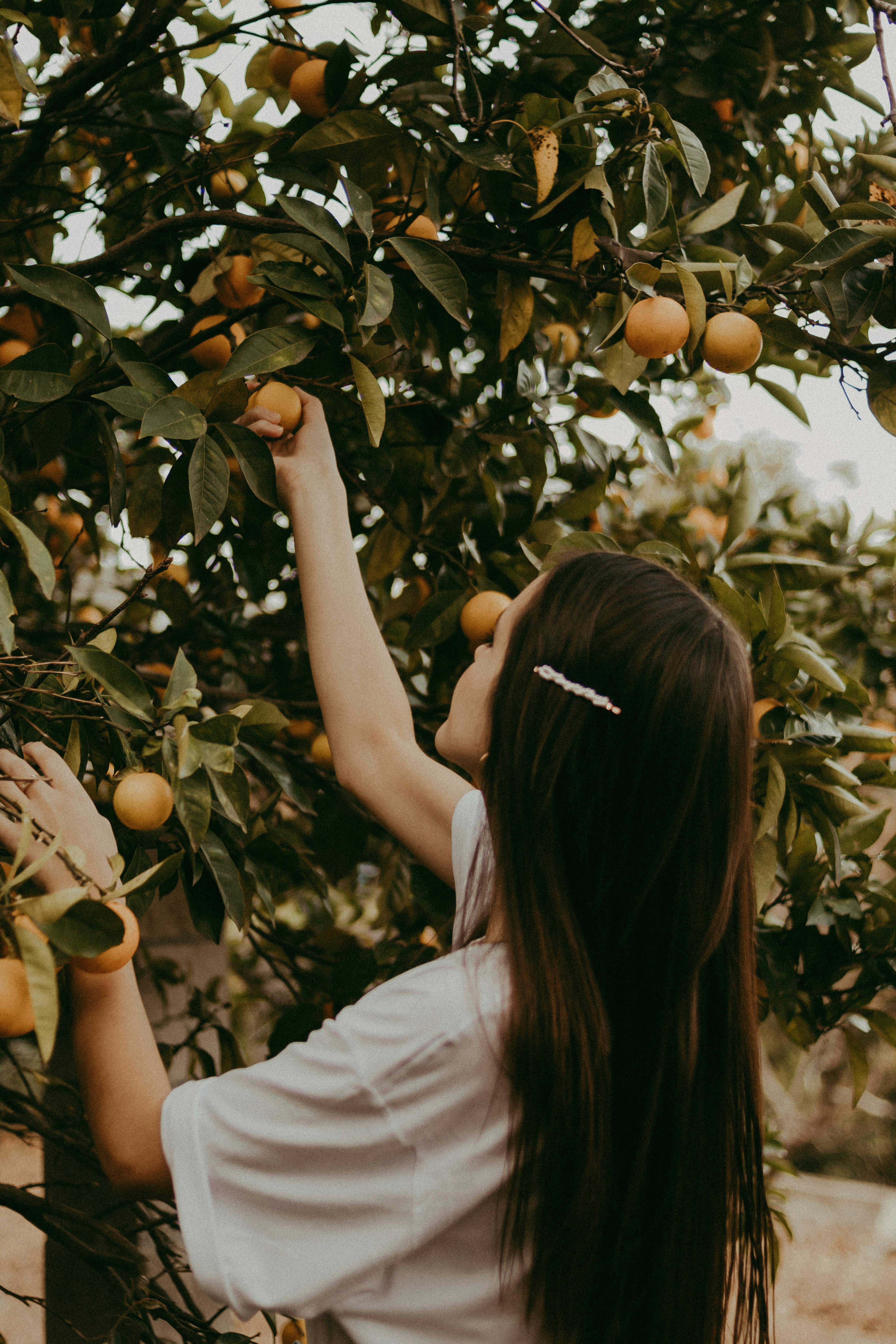 Eine junge Frau pflückt reife Früchte von einem Baum | Quelle: Pexels