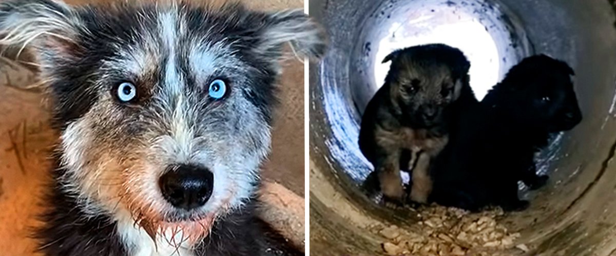youtube.com/Dog Rescue Shelter Mladenovac, Serbia