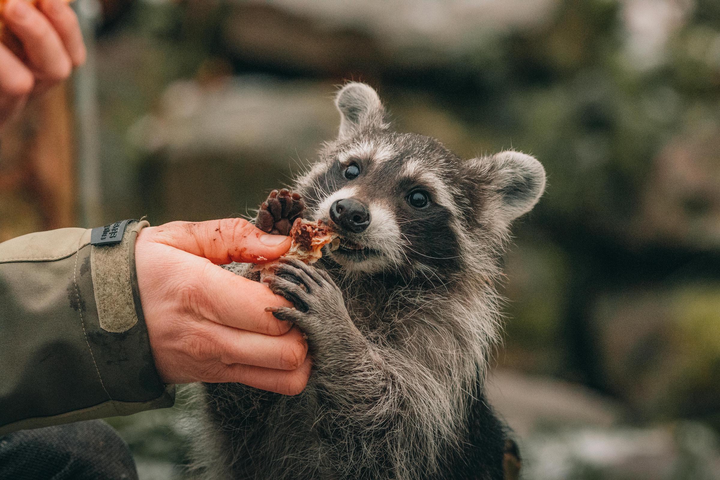 Ein Mensch, der einen Waschbären füttert | Quelle: Pexels