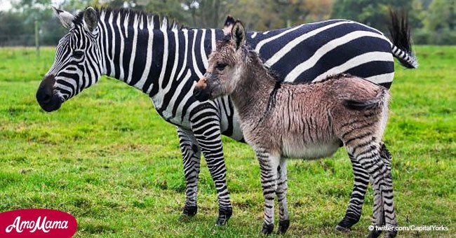 Ein Zebra gebärt einen seltenen Mischling