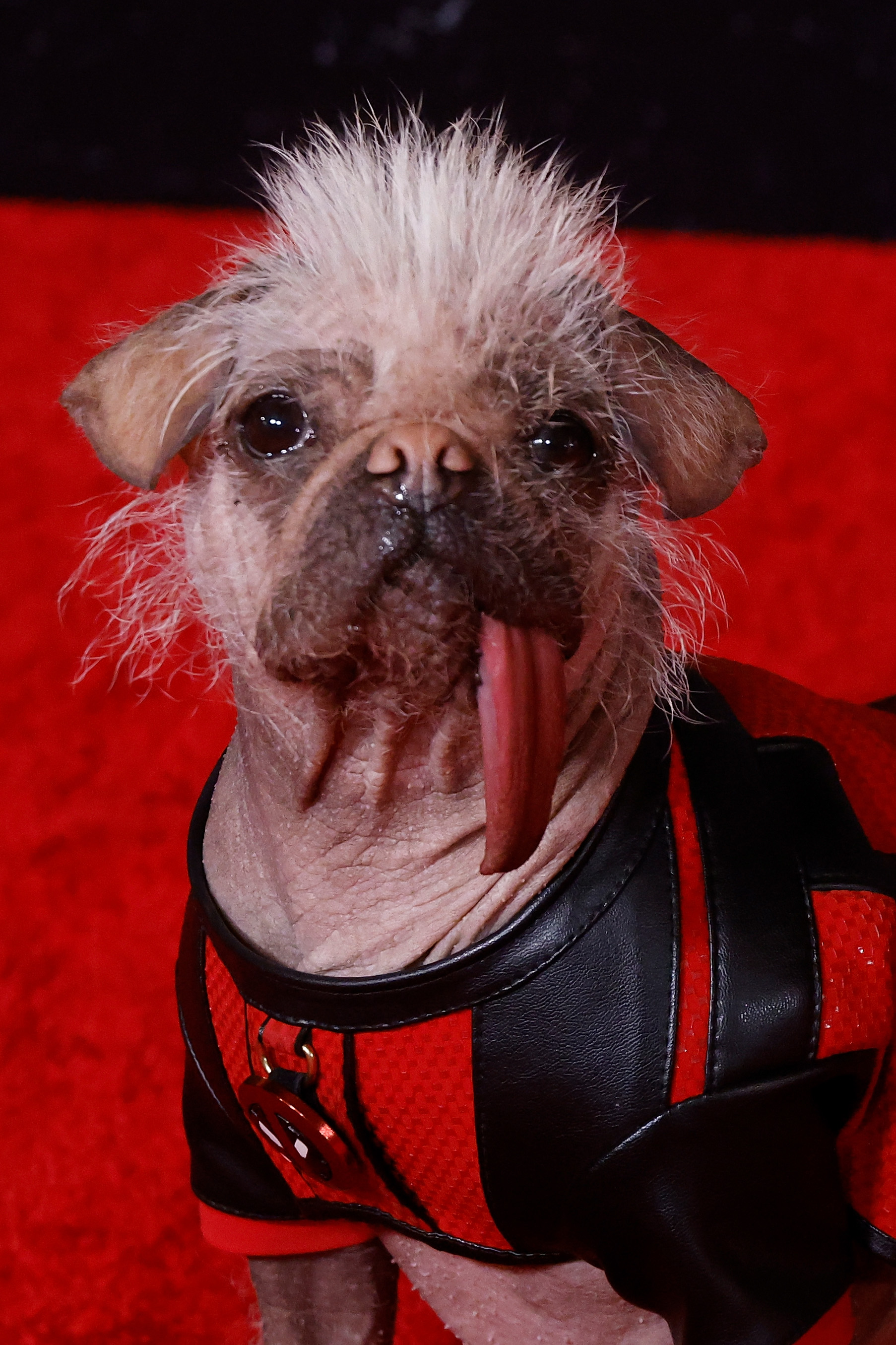 Peggy der Hund bei der Weltpremiere von "Deadpool & Wolverine" am 22. Juli 2024 in New York. | Quelle:  Getty Images