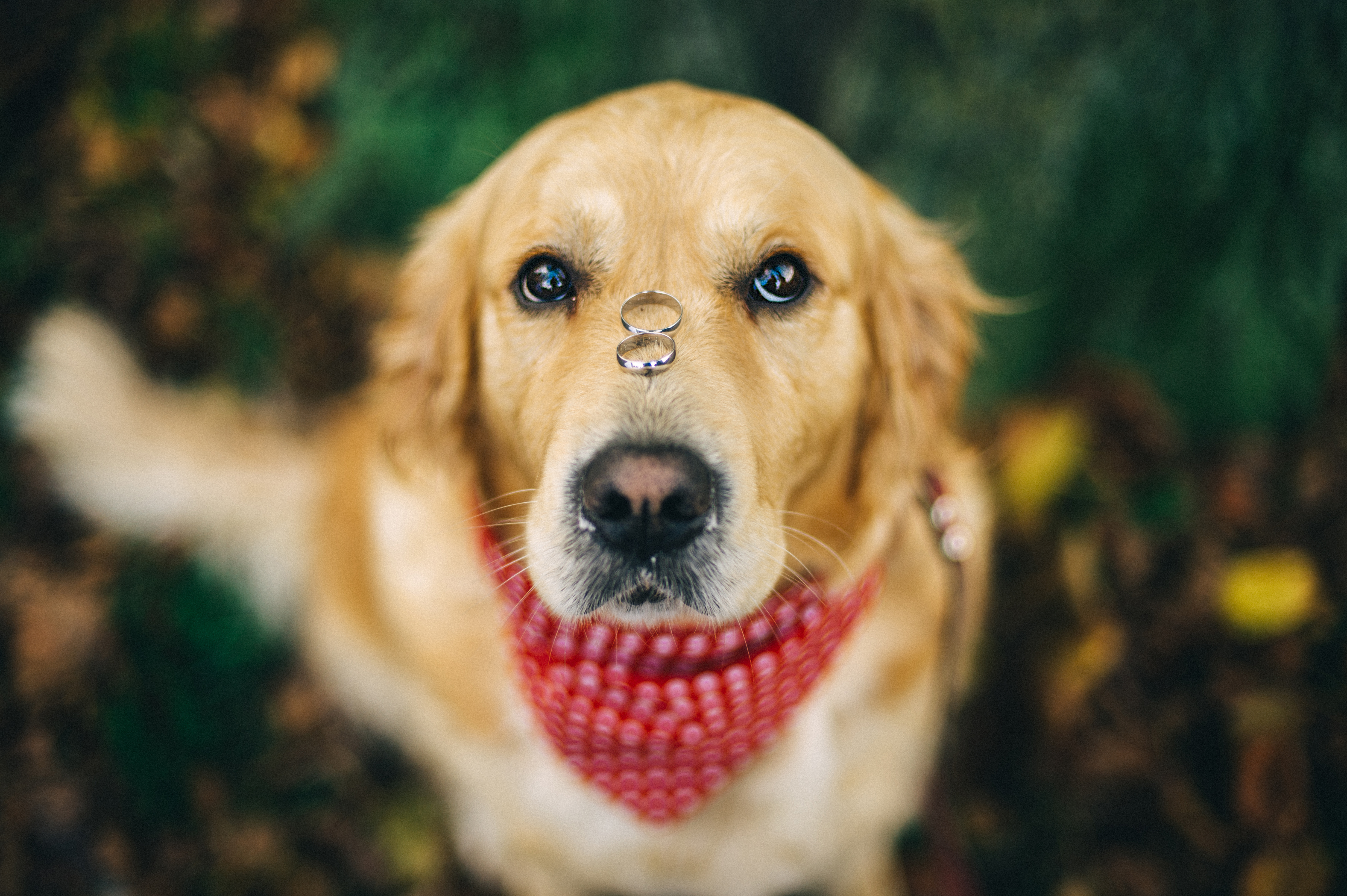 Ein Hund mit zwei Ringen auf der Nase | Quelle: Getty Images