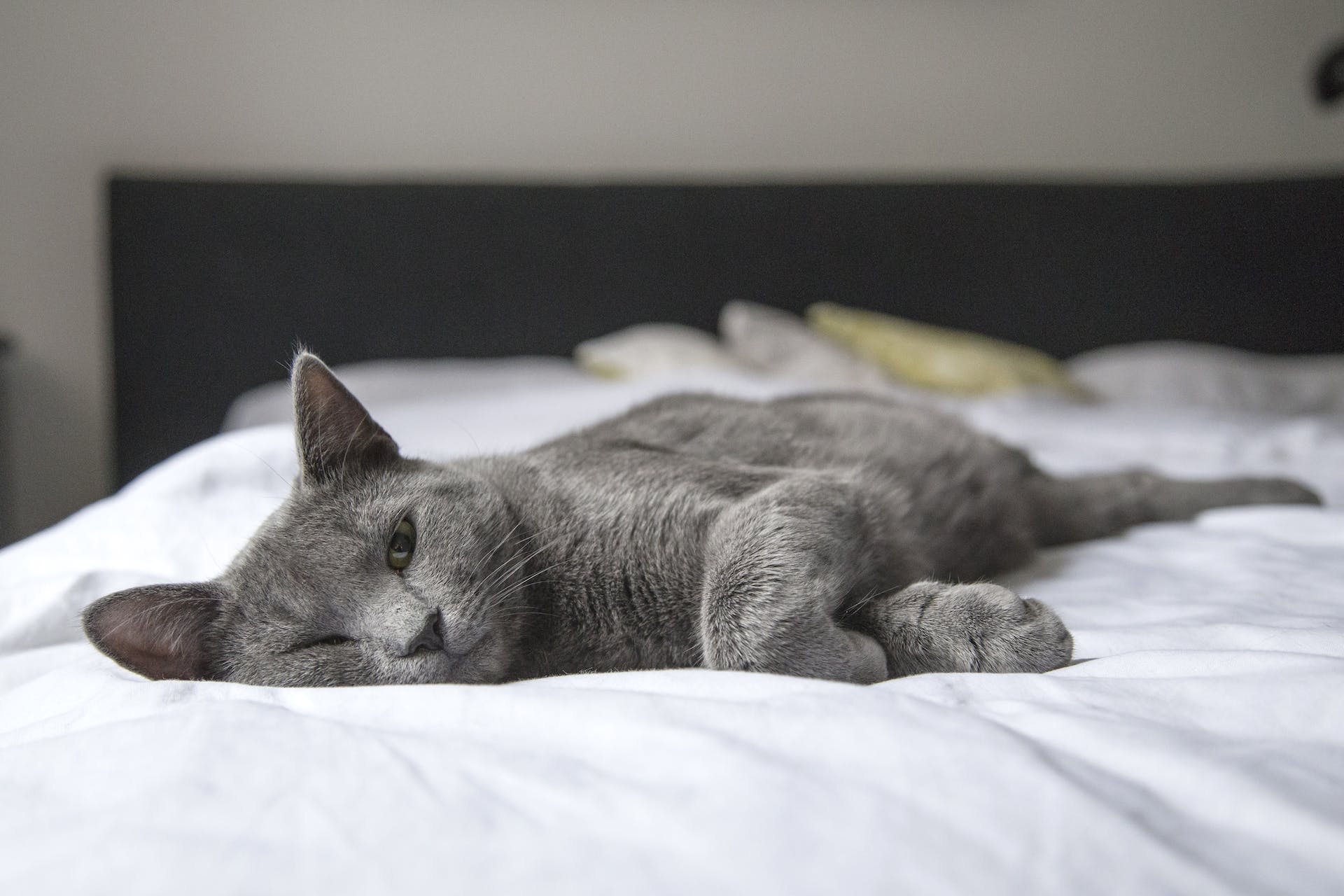 Katze auf dem Bett liegend | Quelle: Pexels