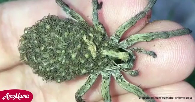 Ein Mann nahm eine Spinne auf, auf dessen Rücken hunderte kleine Spinnenbabys saßen