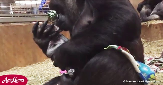 Mama-Gorilla küsst das Baby gleich nach der Geburt. Der berührende Moment wurde auf einer Kamera festgehalten 