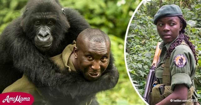Fünf Wildhüter und ihr Fahrer wurden in einem Gorilla-Schutzgebiet in der Demokratischen Republik Kongo umgebracht