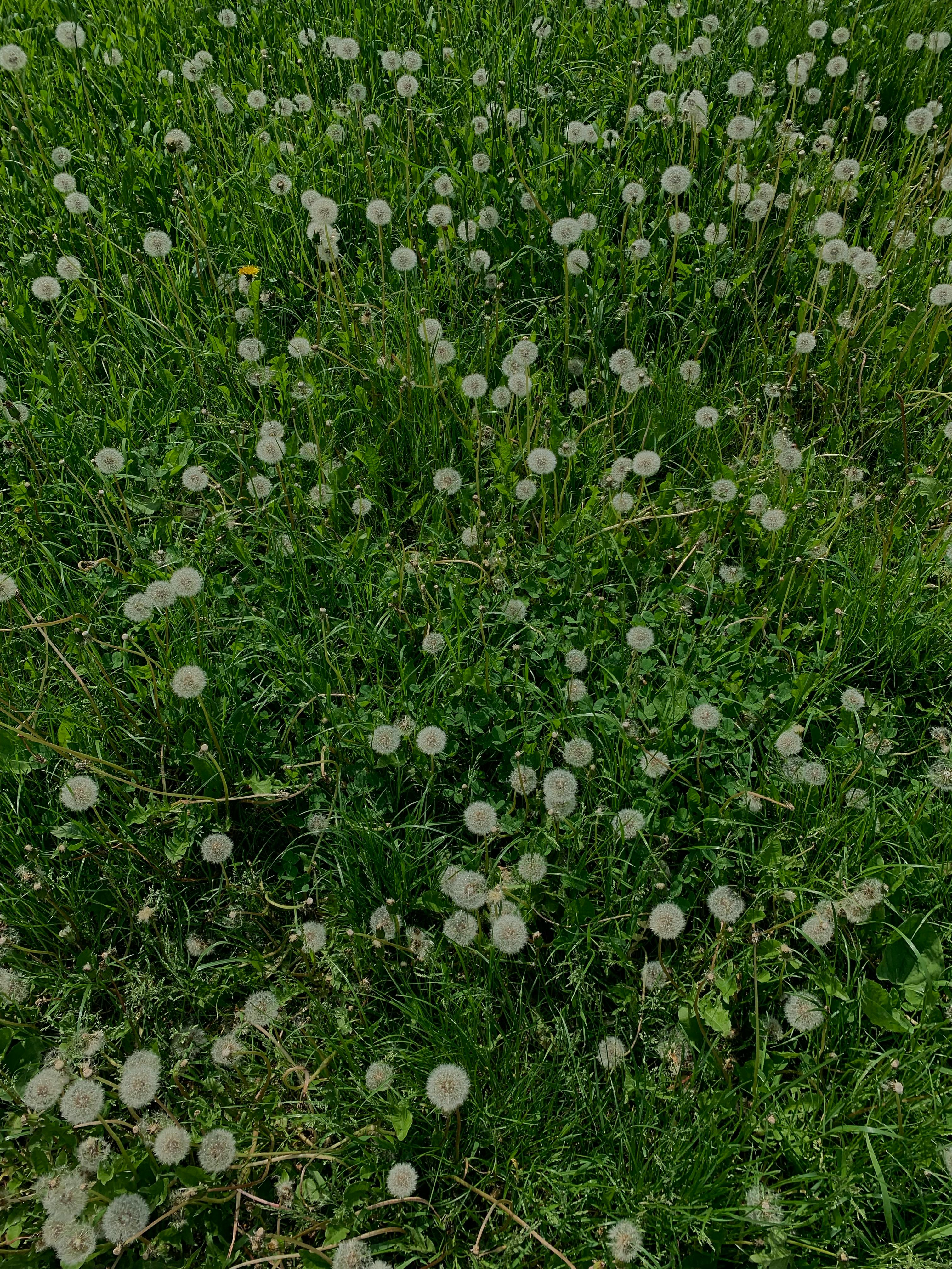 Feld mit Löwenzahnblüten | Quelle: Pexels