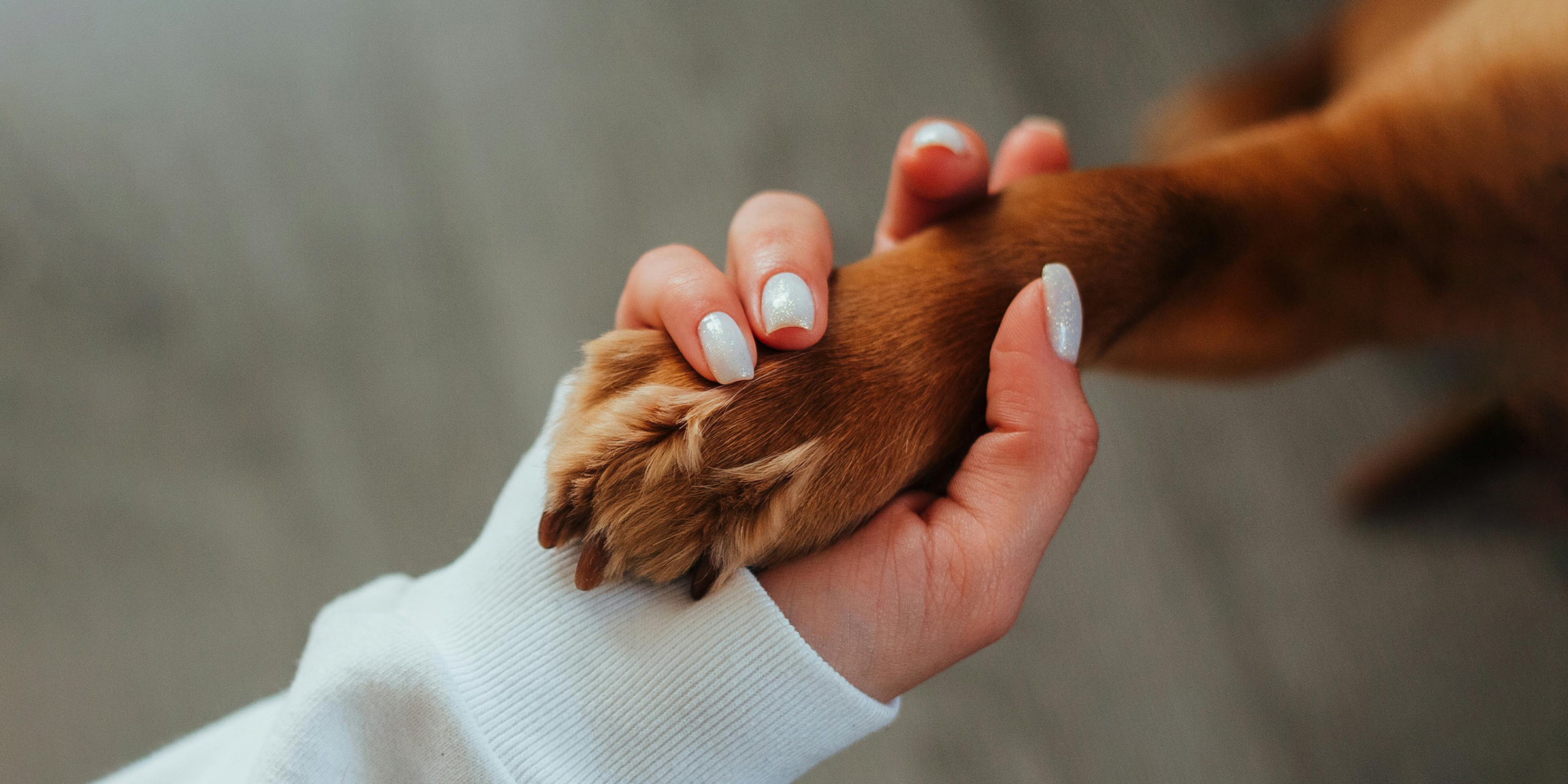 Menschliche Hand, die sanft die Pfote eines Hundes drückt | Quelle: Pexels
