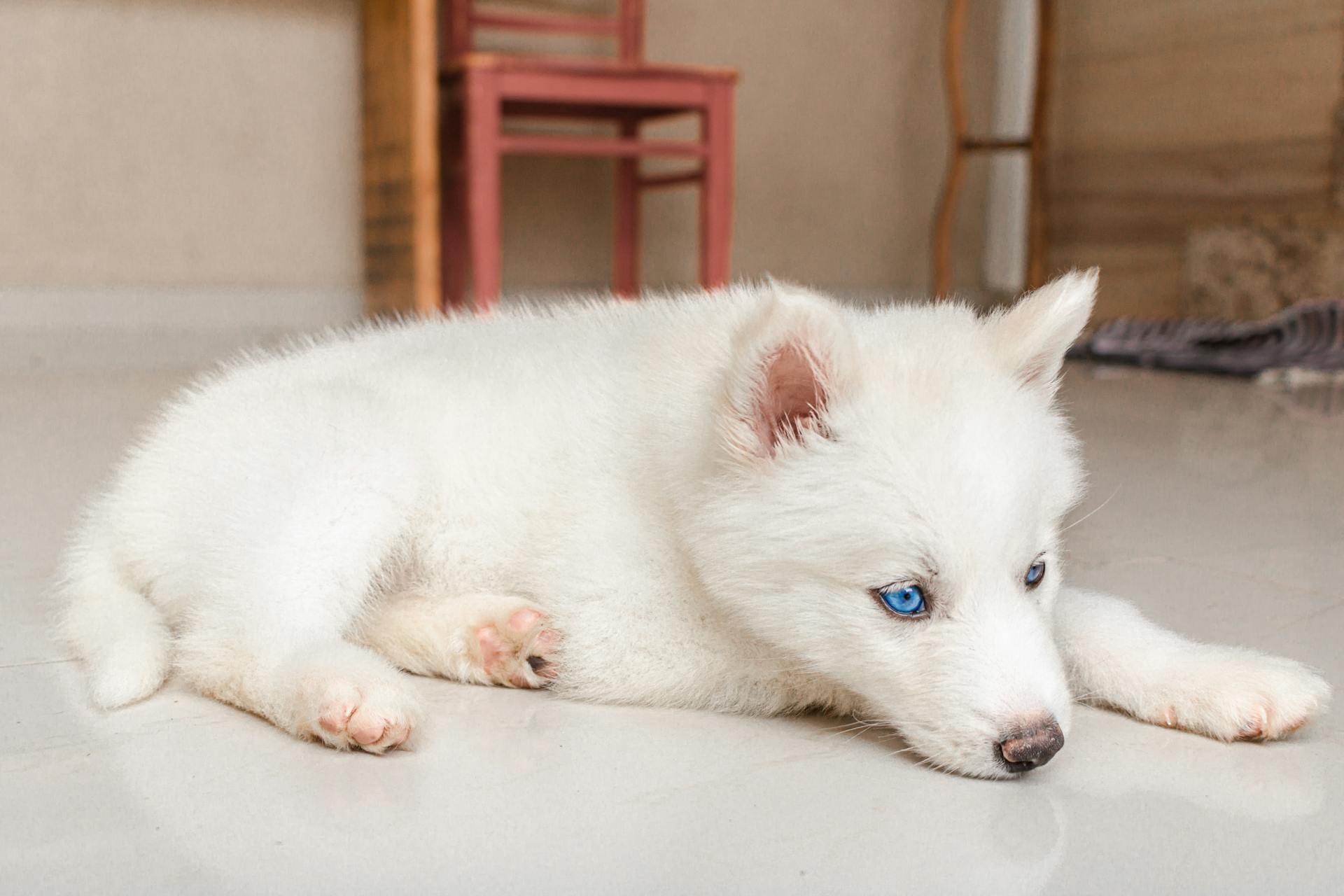 Eine Nahaufnahme eines weißen Siberian Huskys, der auf dem Boden liegt | Quelle: Pexels