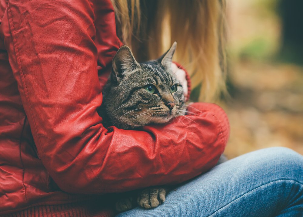 Frau, die graue obdachlose Katze umarmt. | Quelle: Shutterstock