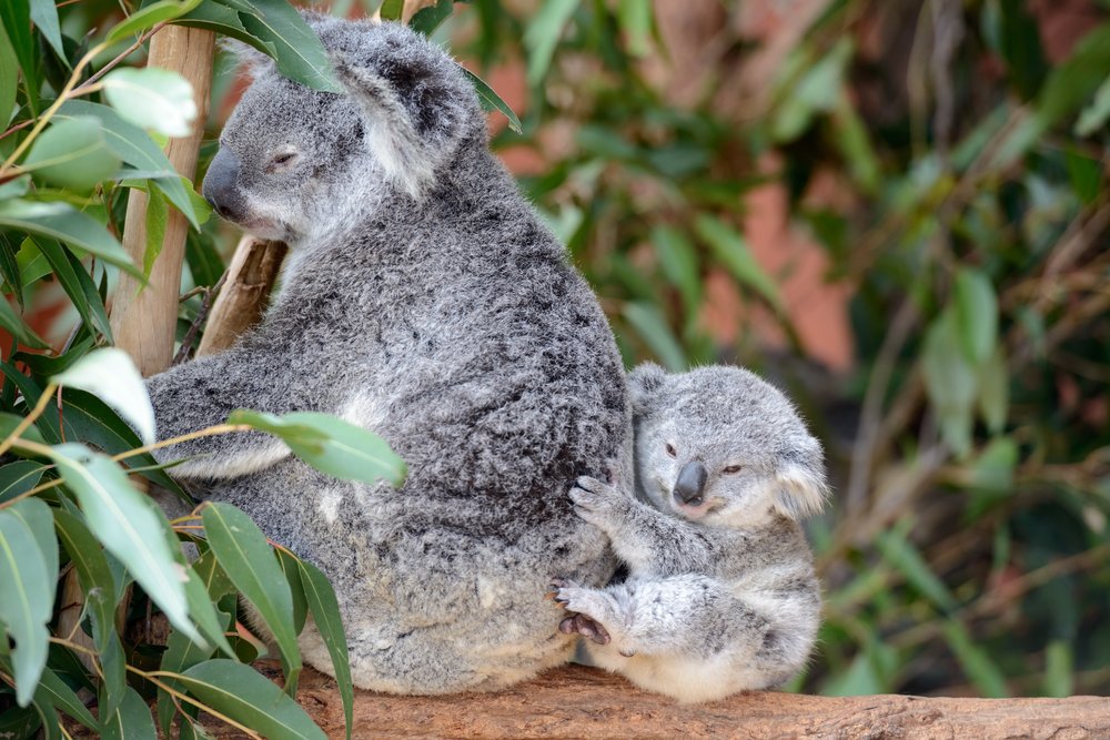 Koala mit Baby. I Quelle: Shutterstock