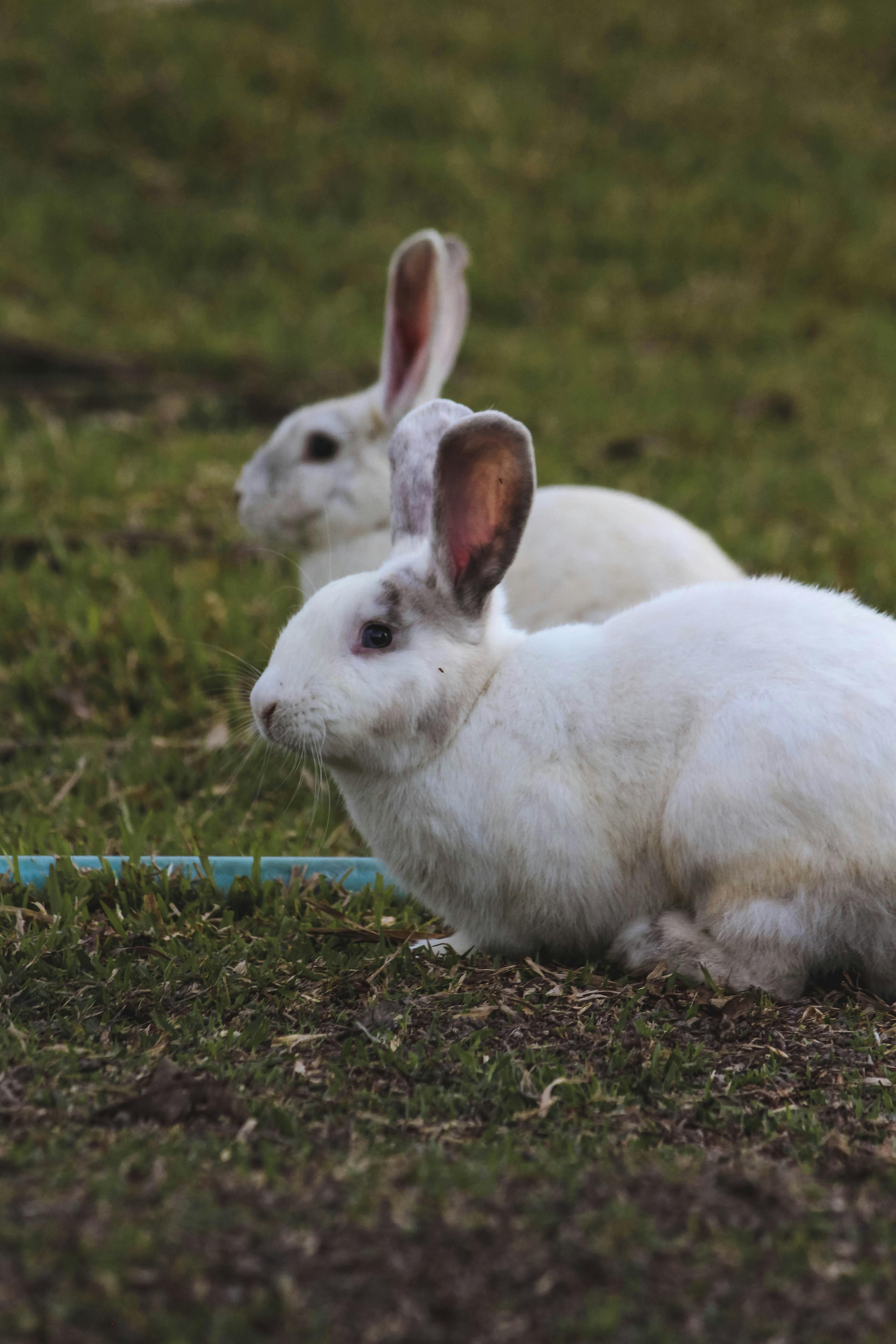 Weiße Kaninchen auf grünem Gras | Quelle: Pexels