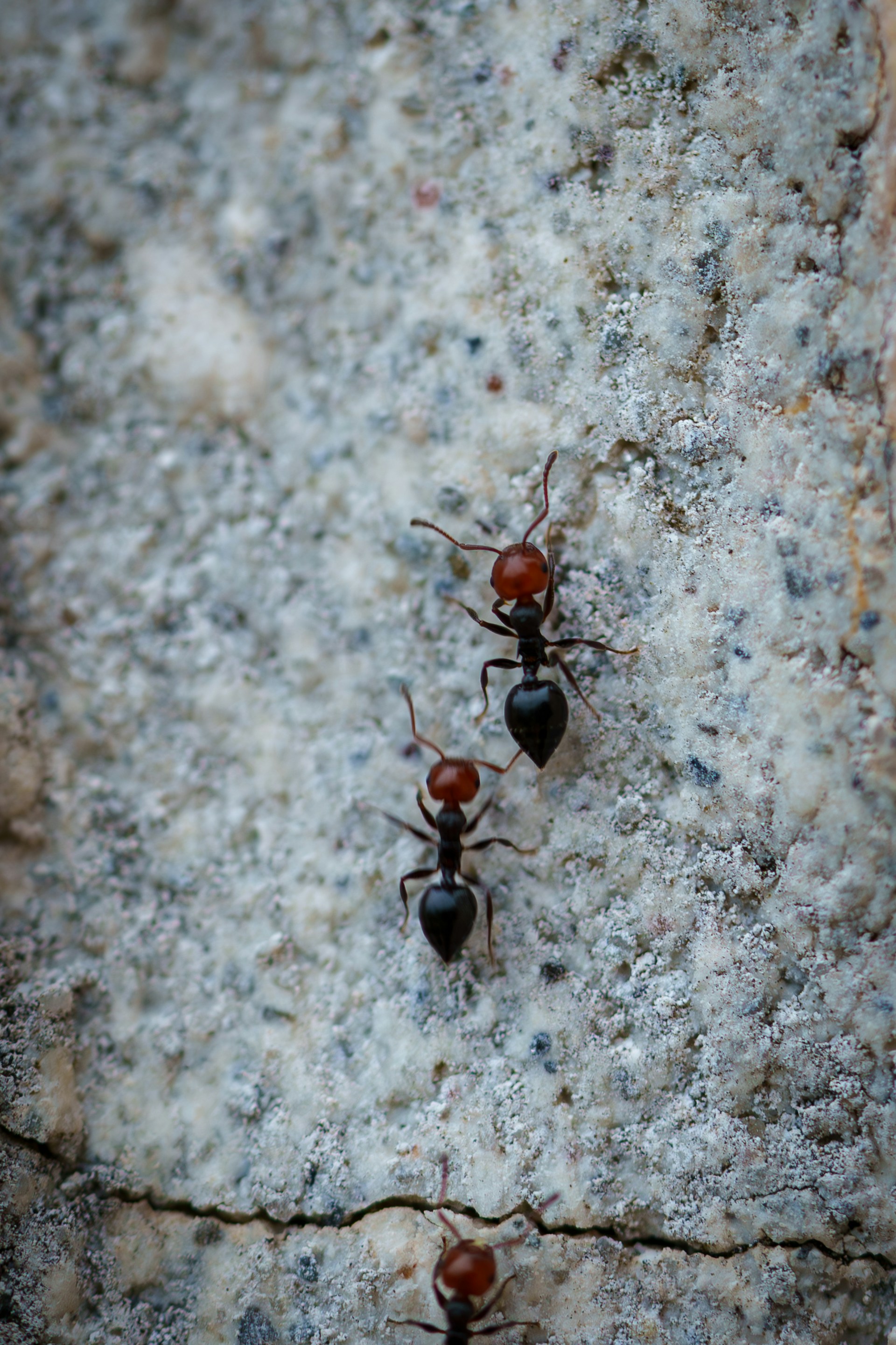 Nahaufnahme von Ameisen auf einer Betonoberfläche | Quelle: Unsplash