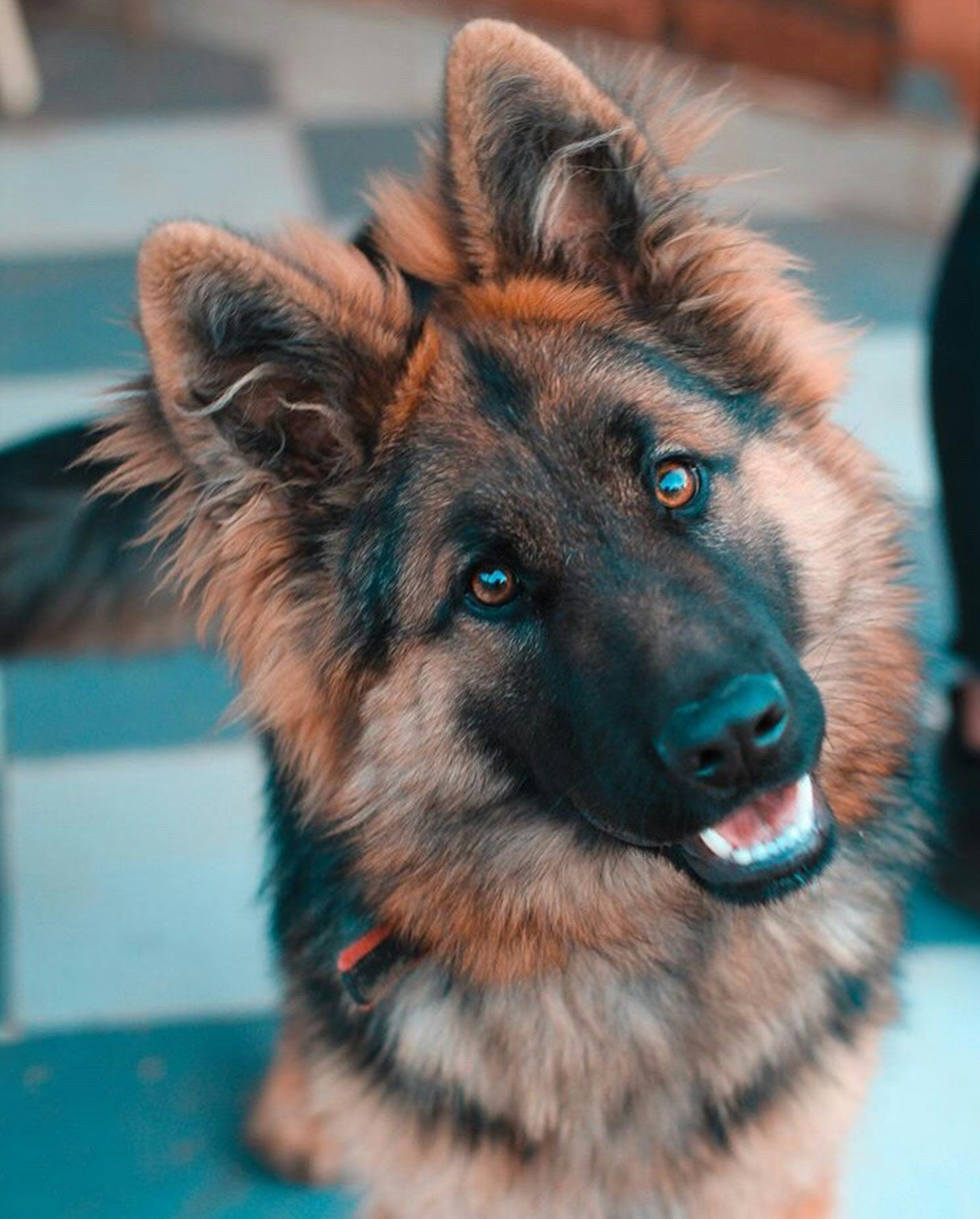 Ein süßer deutscher Schäferhund, der jemanden ansieht | Quelle: Unsplash