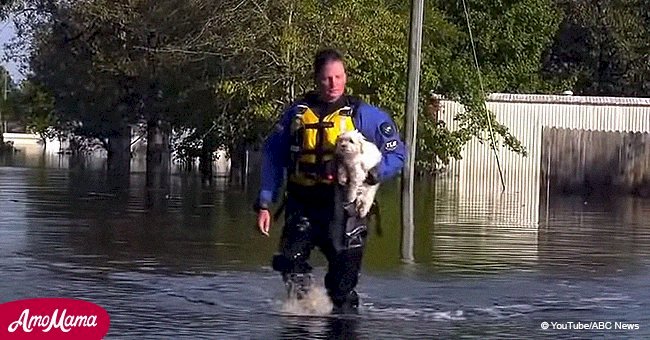 Der Hund überlebte dank dieser klugen Lösung eine Woche nach dem Hurrikan, bis er gerettet wurde