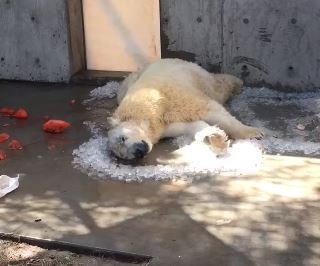 Nora rollt auf Eiswürfeln | Quelle: Facebook / Utah's Hogle Zoo