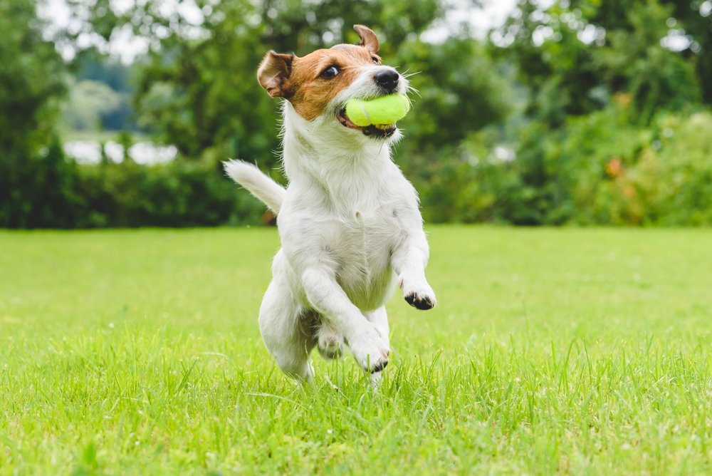 Jack Russell Terrier spielt mit Tennisball. | Quelle: Shutterstock