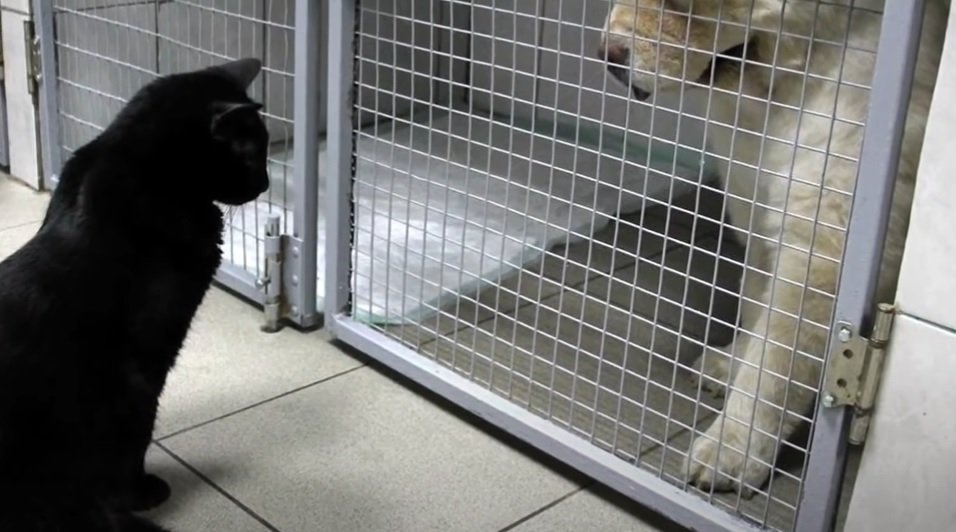 Lucifer sitzt vor dem Käfig eines Hundes | Quelle: YouTube/ CreepyWorld