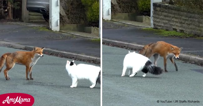 Ein wilder Fuchs wollte eine Katze überfallen, aber ihre unerwartete Freundschaft wurde bald viral