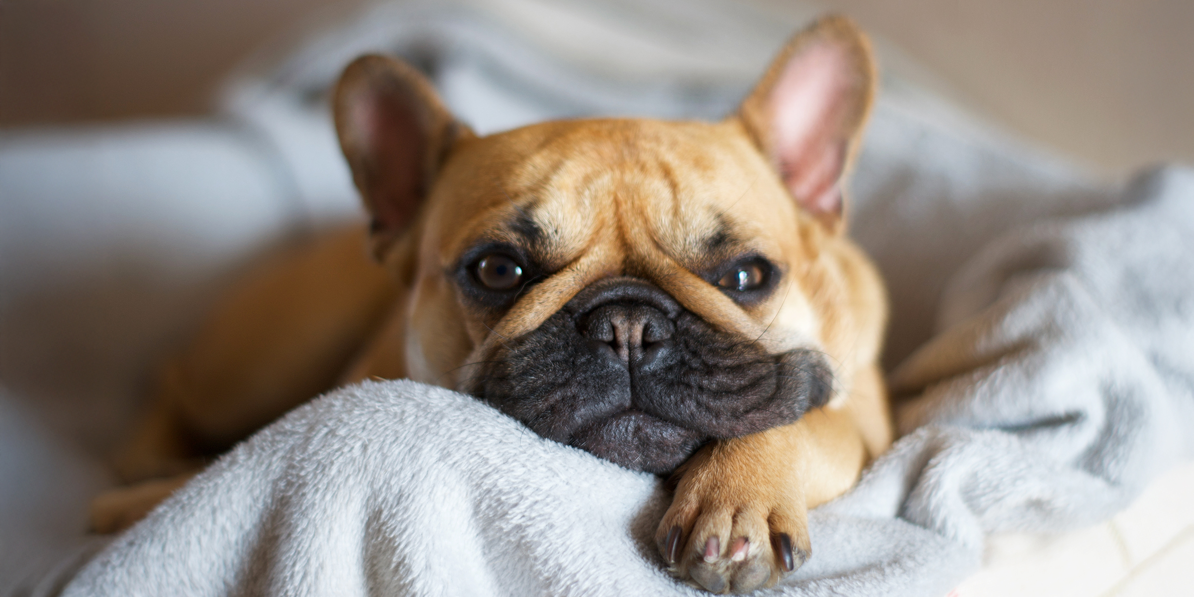 Französische Bulldogge | Quelle: Shutterstock