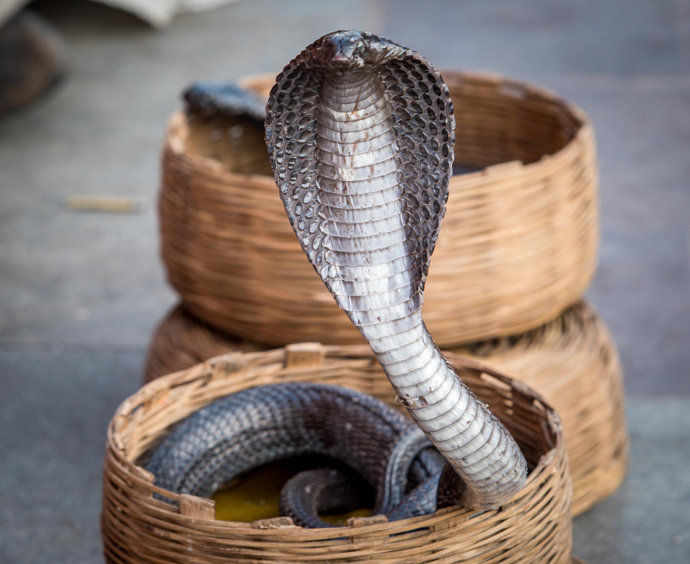 Eine Kobra in einem Korb (Symbolbild) | Quelle: Getty Images