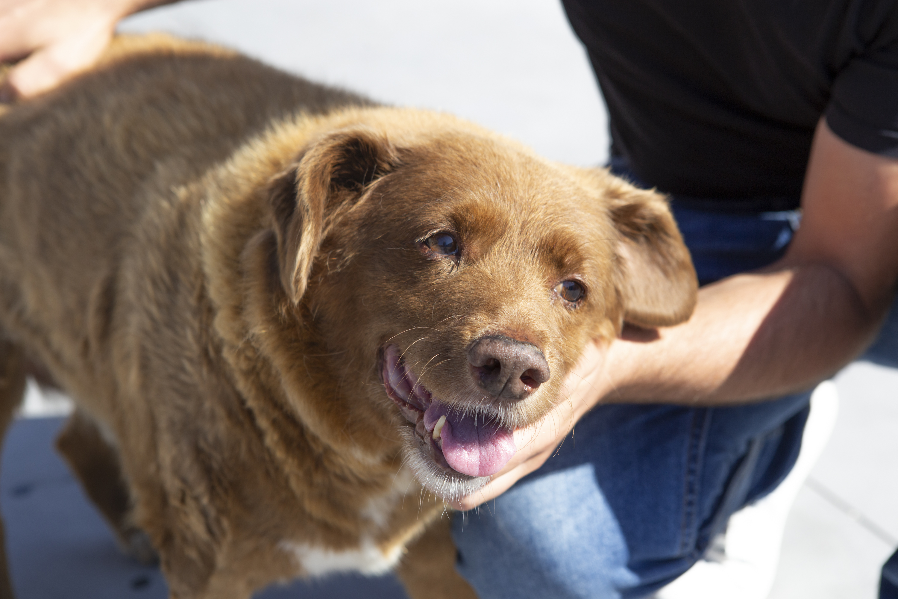 Besitzer Leonel Costa kümmert sich um seinen 31-jährigen Hund Bobi in Leiria, Portugal, am 2. Juli 2023. | Quelle: Getty Images