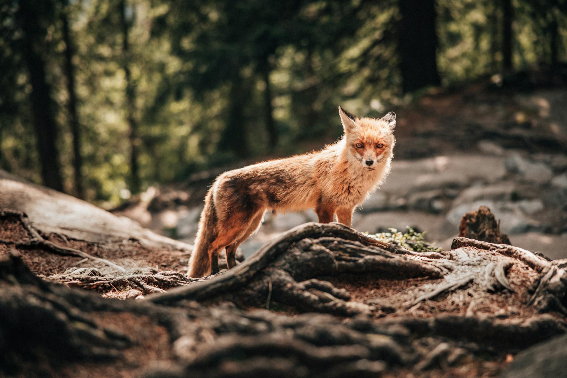 Ein Fuchs in freier Wildbahn | Quelle: Pexels