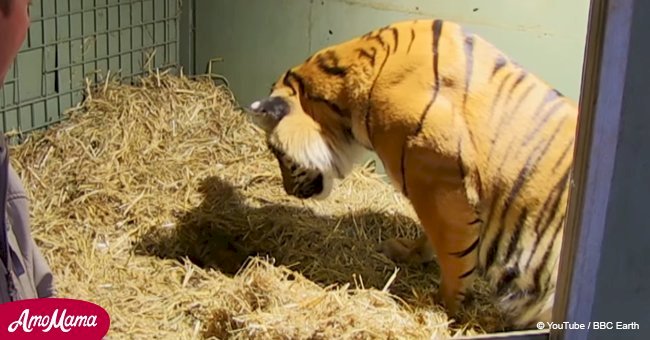 Eine Tigerin rettet einen der neugeborenen Zwillingen, indem sie ihn leckt und seine Lungen stimuliert