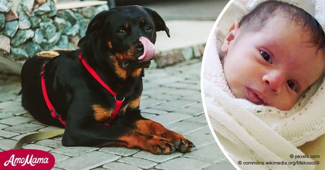 Ein Rottweiler schaffte es, das Leben eines neugeborenen Babys zu retten, nachdem die Mutter es aussetzte
