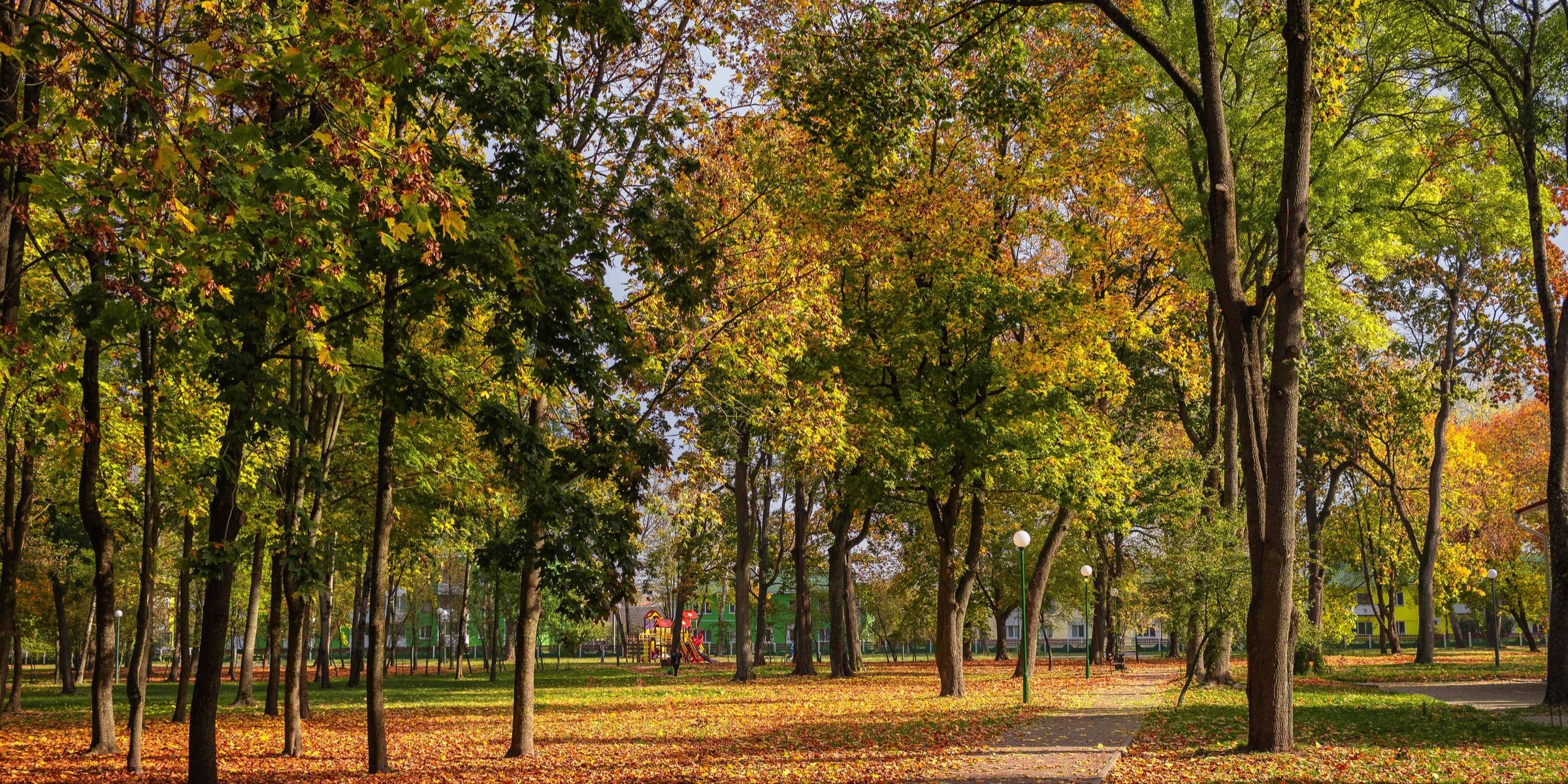 Eine Herbstszene im Park mit wunderschönen Bäumen | Quelle: Pexels