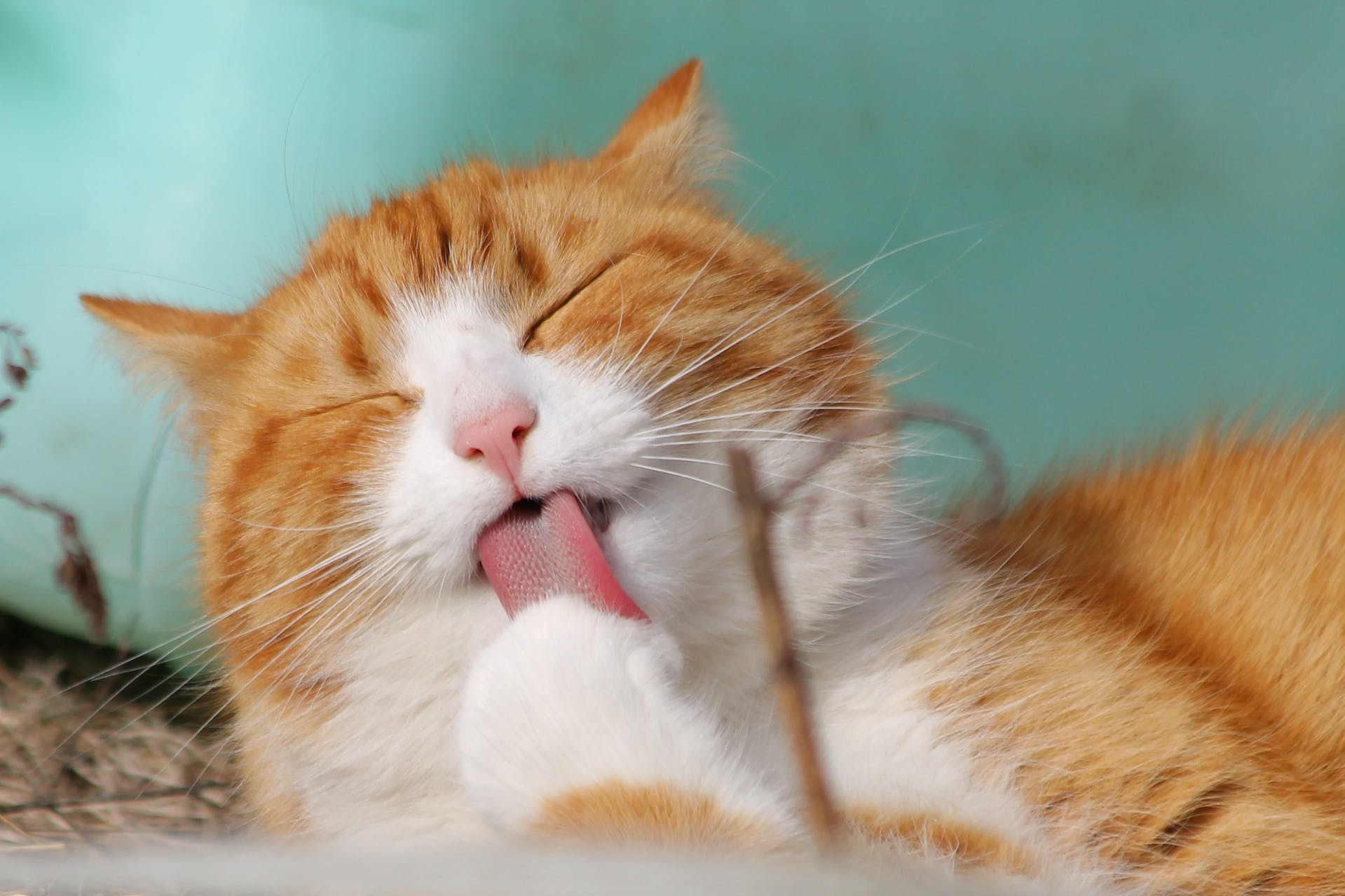 Rote Katze mit herausgestreckter Zunge. | Quelle: Pexels