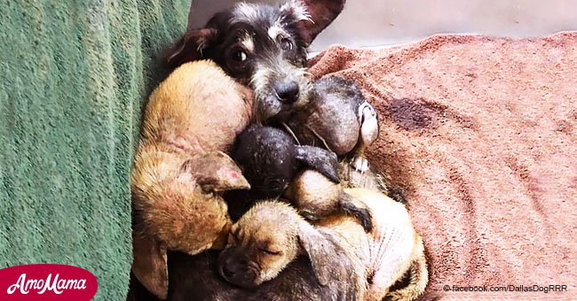 Eine kranke Hundemutter verteidigte ihre Welpen im Tierheim bis die richtige Familie endlich auf sie aufmerksam wurde