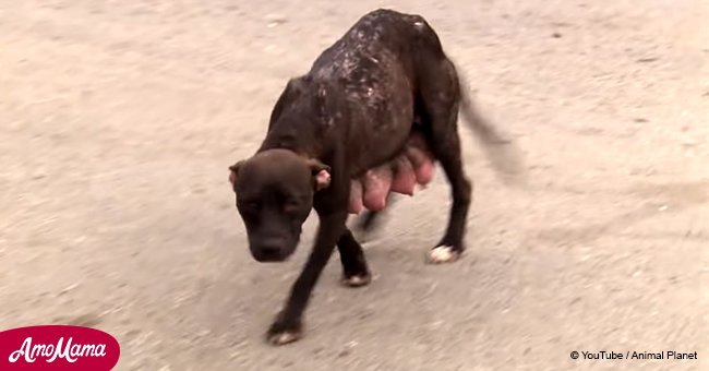Rettungskräfte haben einen misshandelten Hund gesehen und wollten seinen Welpen helfen. Die Reaktion des Hundes kam, allerdings, völlig unerwartet