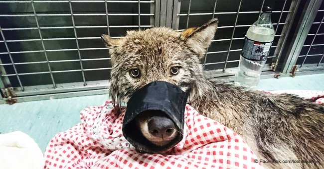 Hund, der von mutigen Arbeitern aus dem eisigen Fluss gerettet wurde, entpuppte sich als Wolf