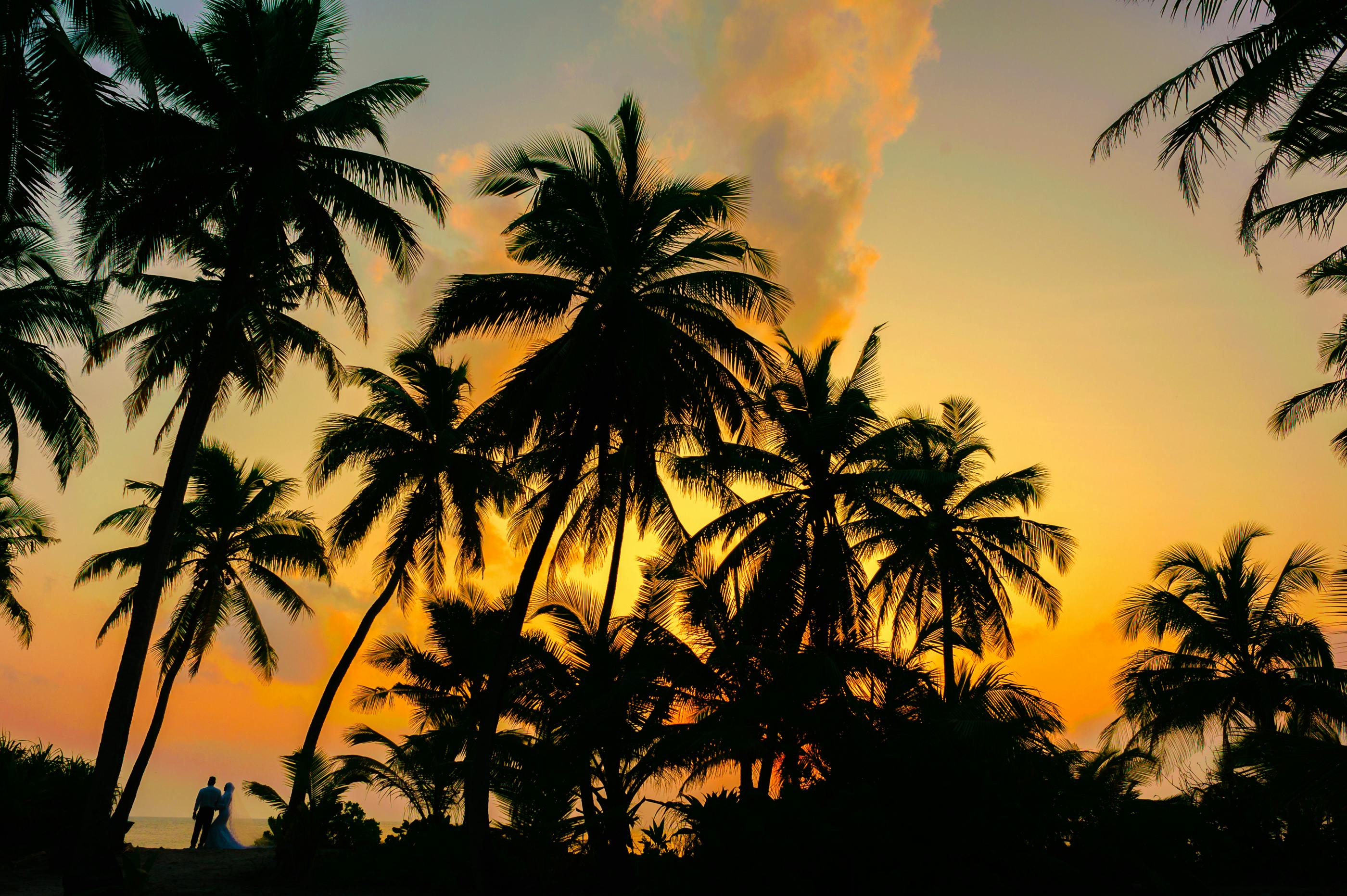 Kokosnussbäume bei Sonnenuntergang | Quelle: Pexels