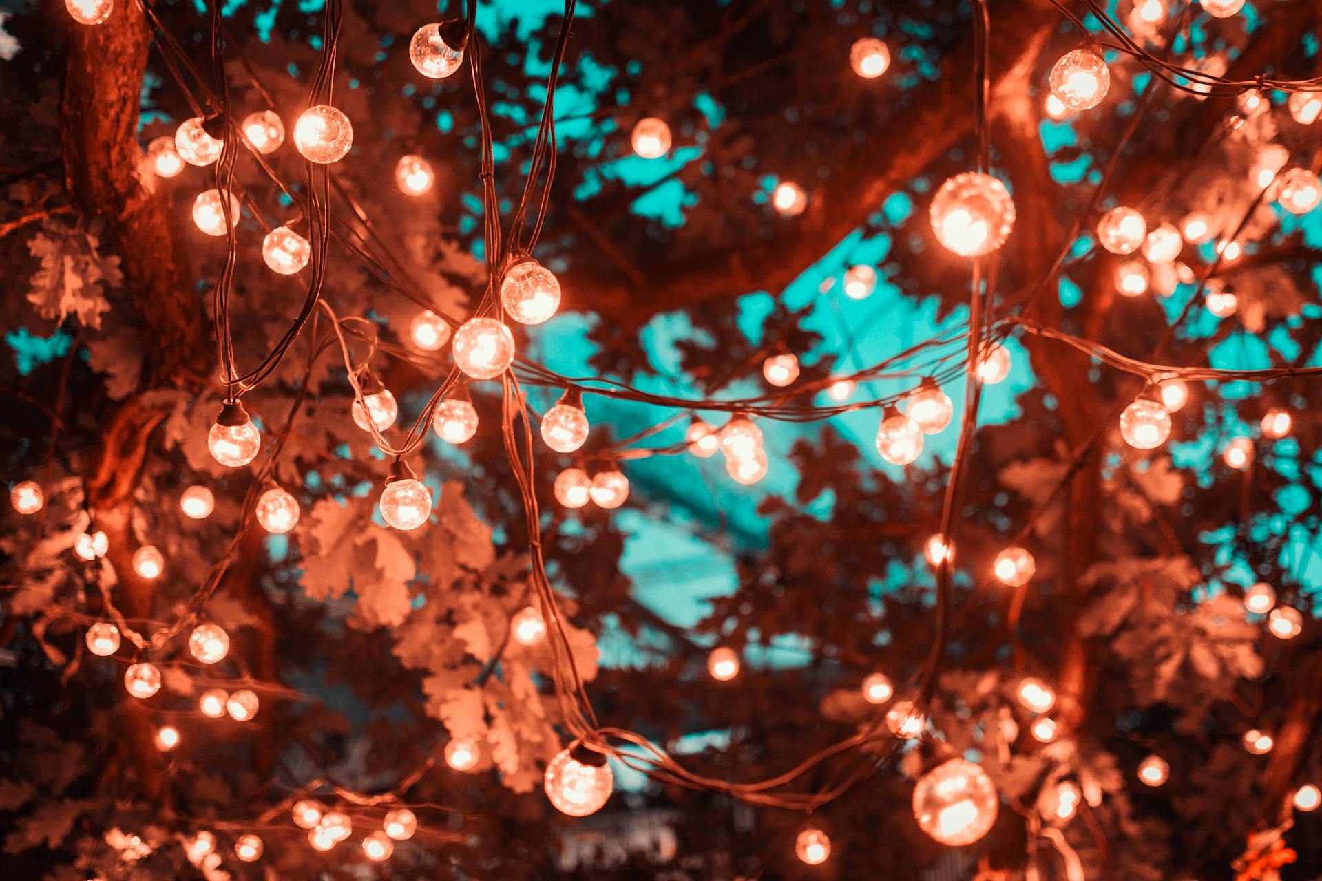 Lichterketten an einem Baum | Quelle: Pexels