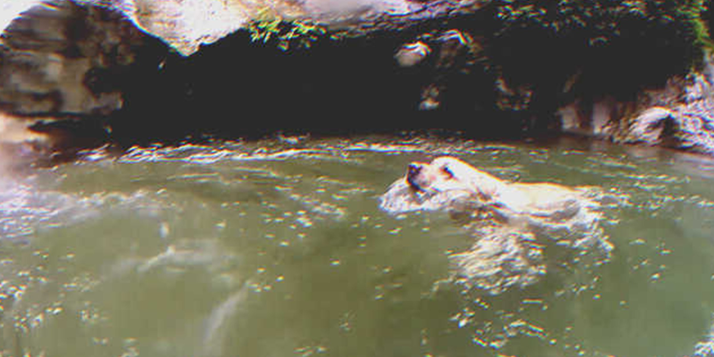 Ein schwimmender Hund | Quelle: youtube.com/Gregory Channel