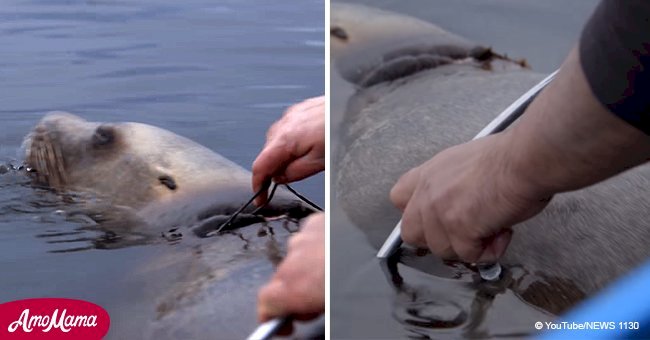 Dieser Seelöwe hatte ein Seil um seinen Hals, bis die Hilfe kam (Video)
