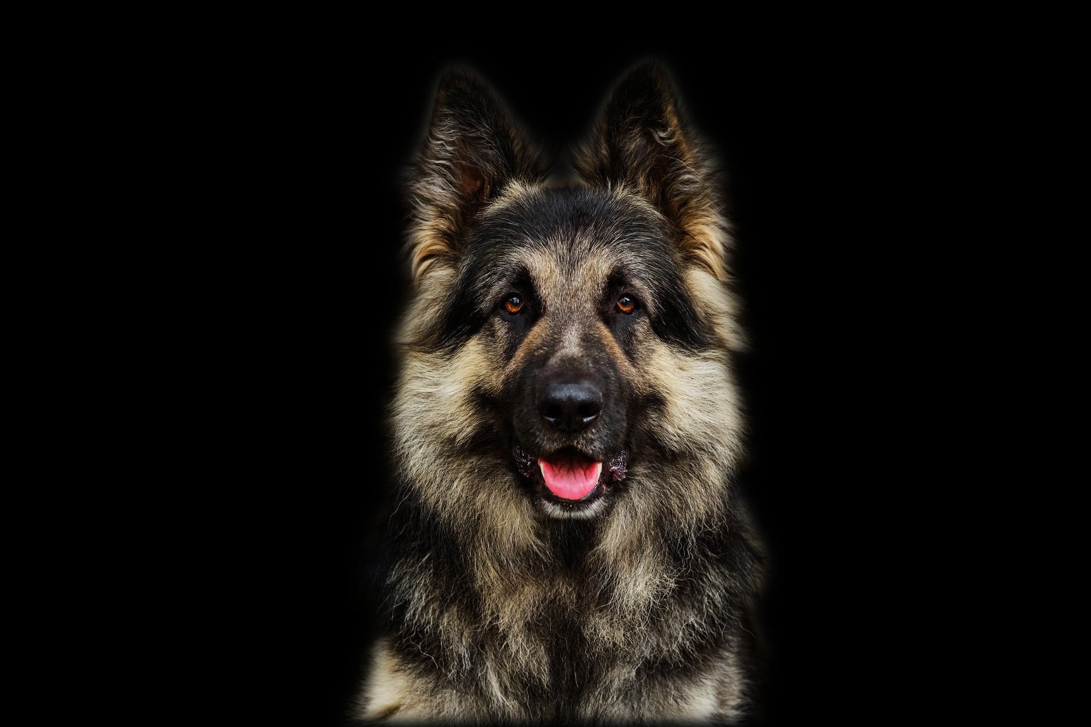Porträt eines Hundes | Quelle: Getty Images