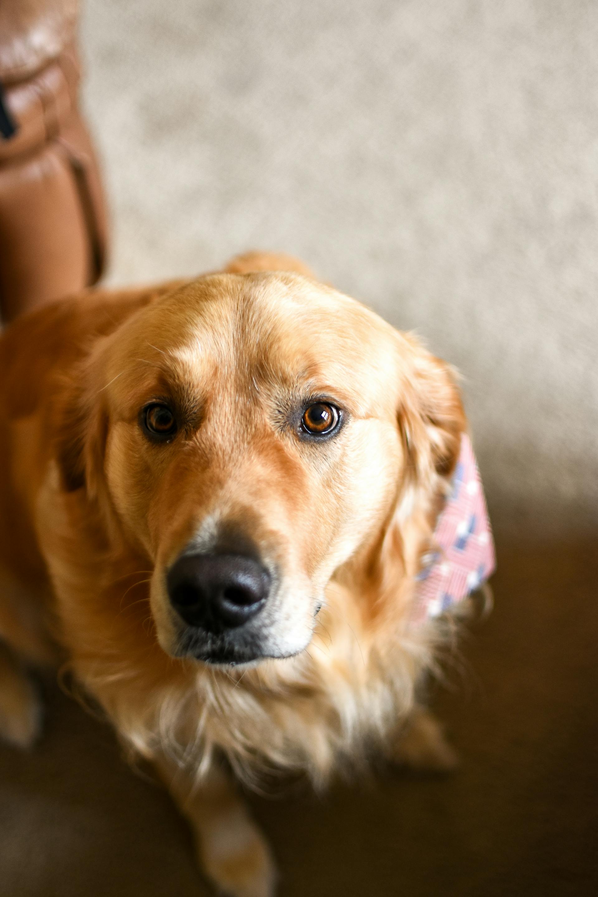 Ein Hund, der geradeaus schaut | Quelle: Pexels