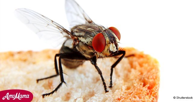 Das passiert, wenn eine Fliege auf das Essen landet. Es ist schlimmer, als Sie es sich denken