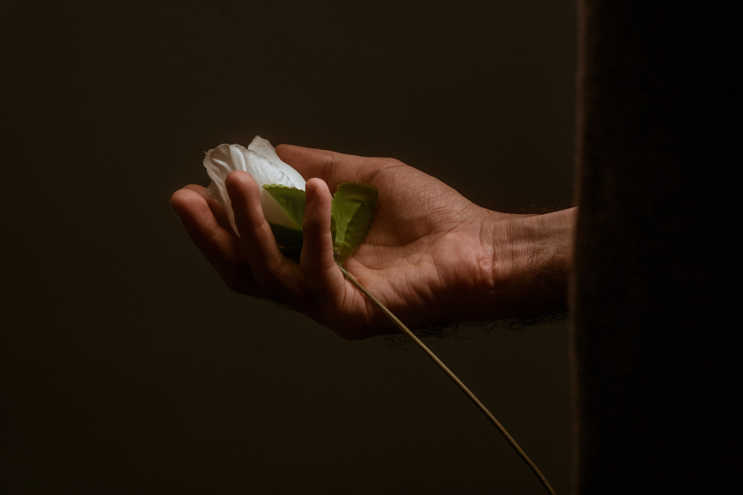 Eine Person hält eine weiße Rose | Quelle: Unsplash