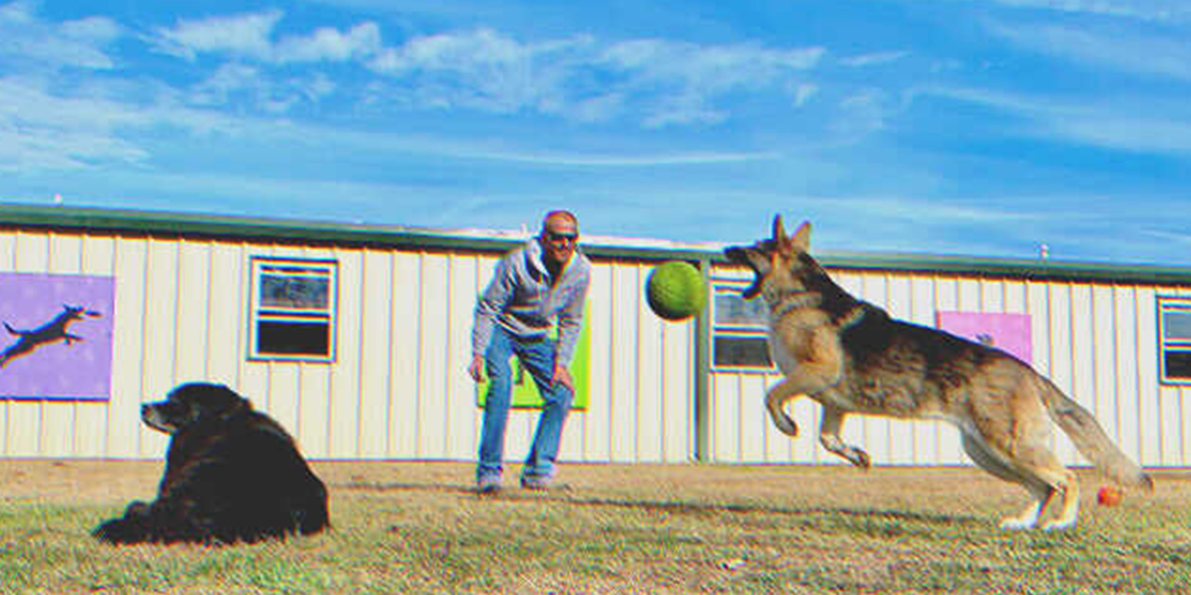 Mann spielt mit 2 Hunden | Quelle: Shutterstock