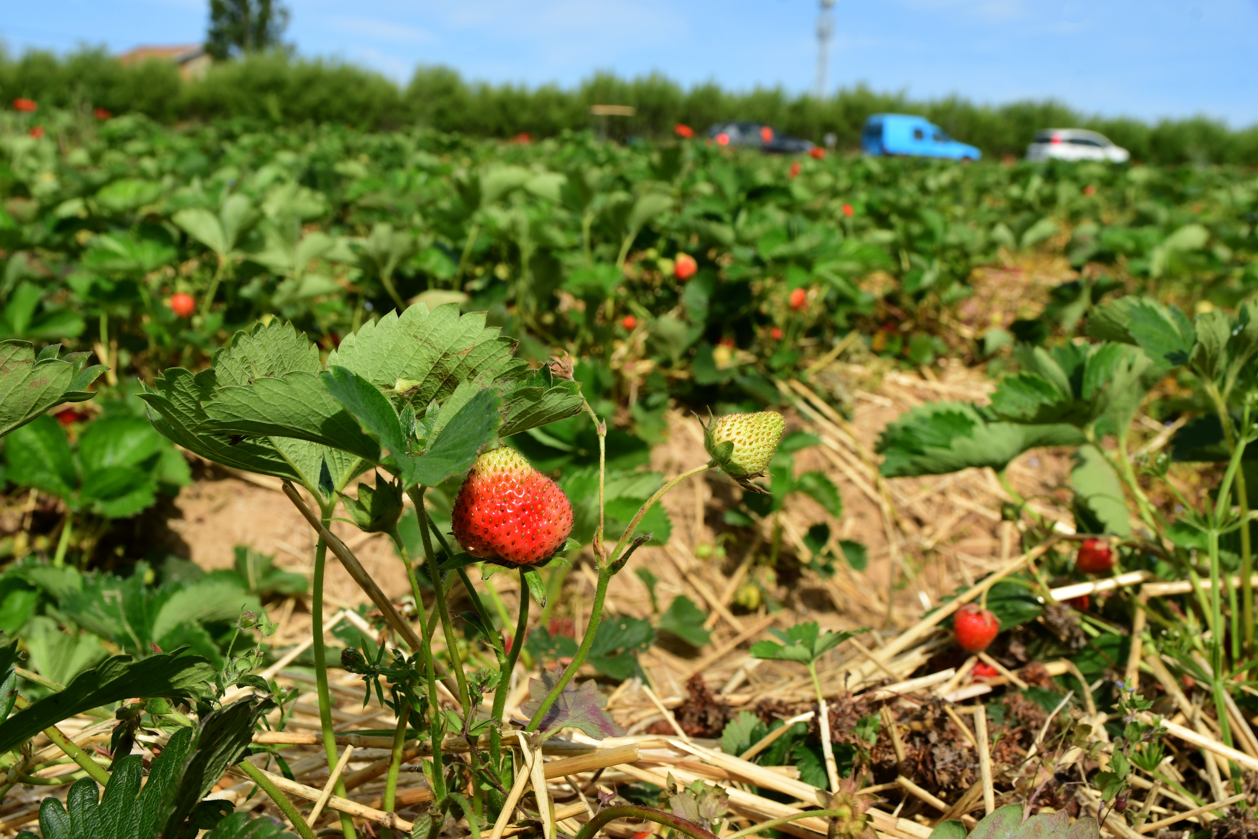 Erdbeeren für Marmelade auf einem Feld bei einem Erzeugerbetrieb | Quelle: Getty Images