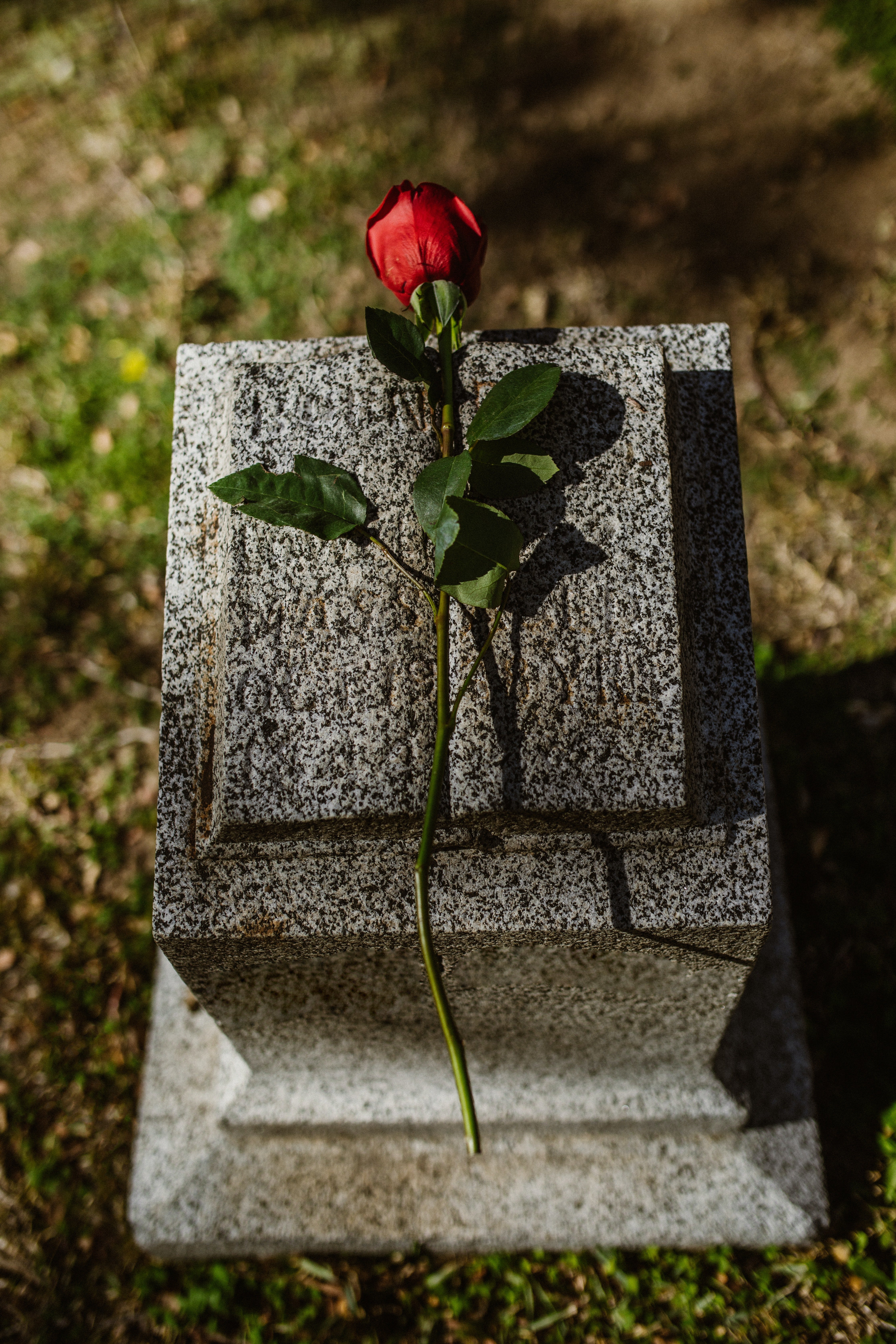 Eine rote Rose auf einem Grabstein. | Quelle: Pexels